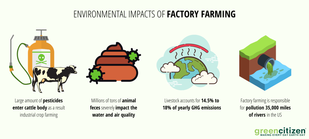 The Lifecycle of Livestock: From Birth to Slaughterhouse June 2025