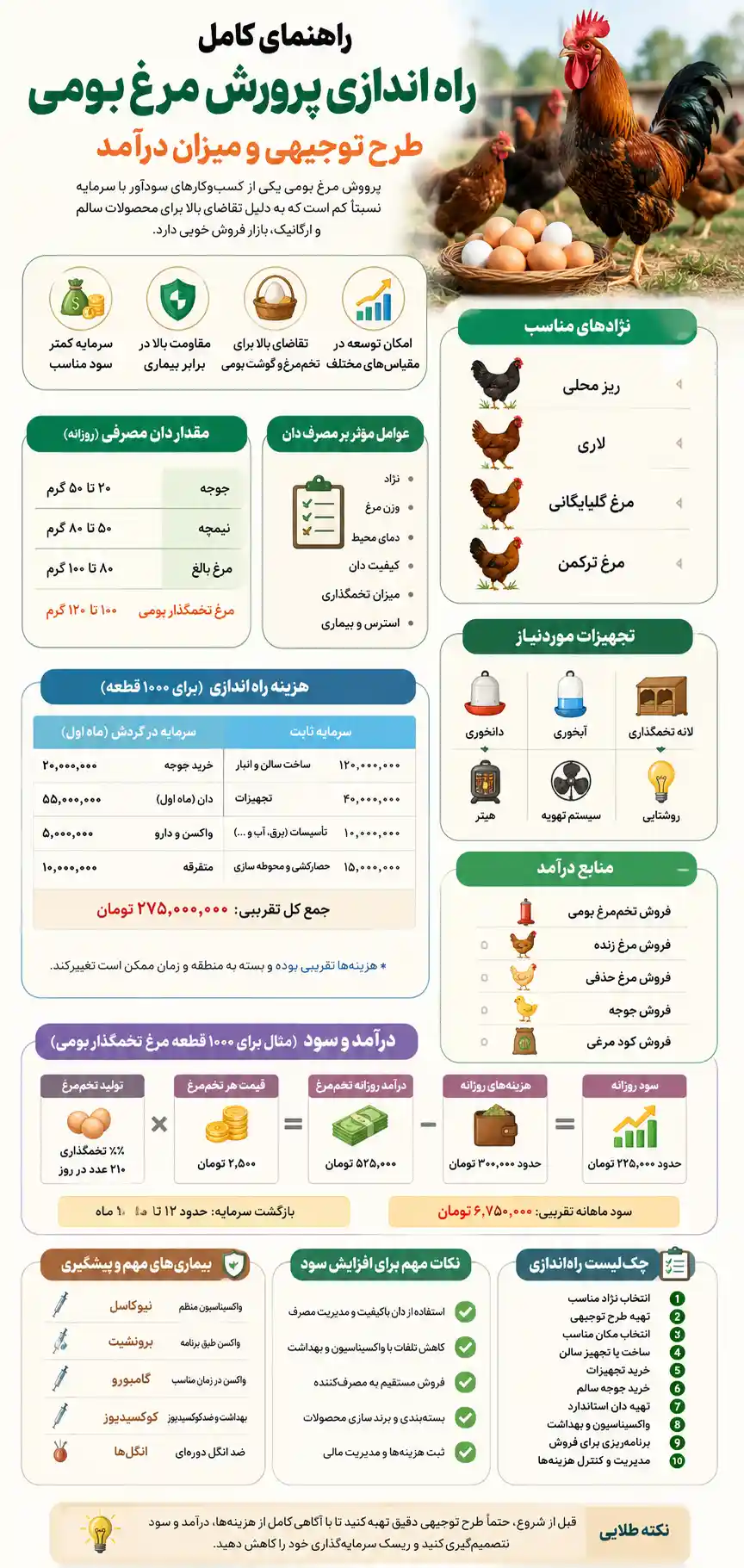 اینفوگرافیک پرورش مرغ بومی
