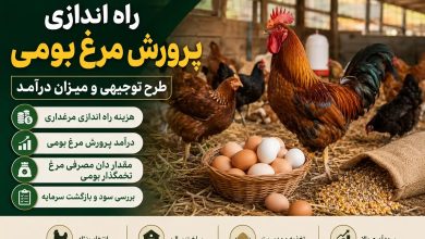 هزینه راه اندازی مرغداری مرغ بومی چقدر است؟ + درآمد و طرح توجیهی