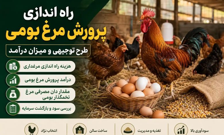 هزینه راه اندازی مرغداری مرغ بومی چقدر است؟ + درآمد و طرح توجیهی