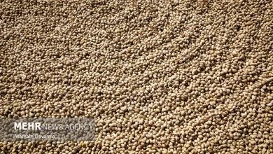 ایران ظرفیت بالایی در صادرات پسته دارد